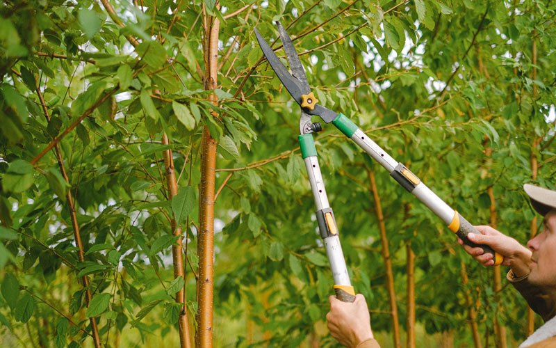 Tree trimming in Orangevale, CA