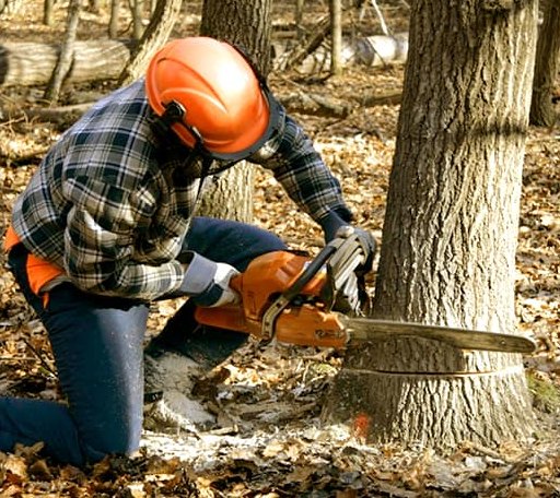Tree Removal in Orangevale, CA